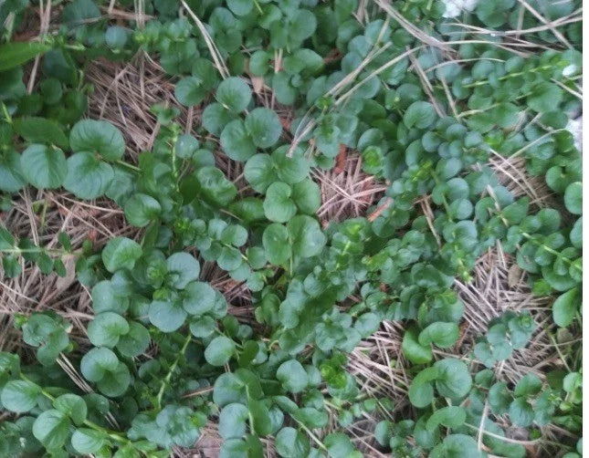 Creeping Jenny Groundcover Plants - 3 Starts - Dark Green Lysimachia nummularia - Low Maintenance, Trailing, Hardy