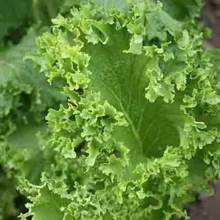 Southern Giant Curled Mustard Seeds NON-GMO | Brassica juncea | Free Shipping
