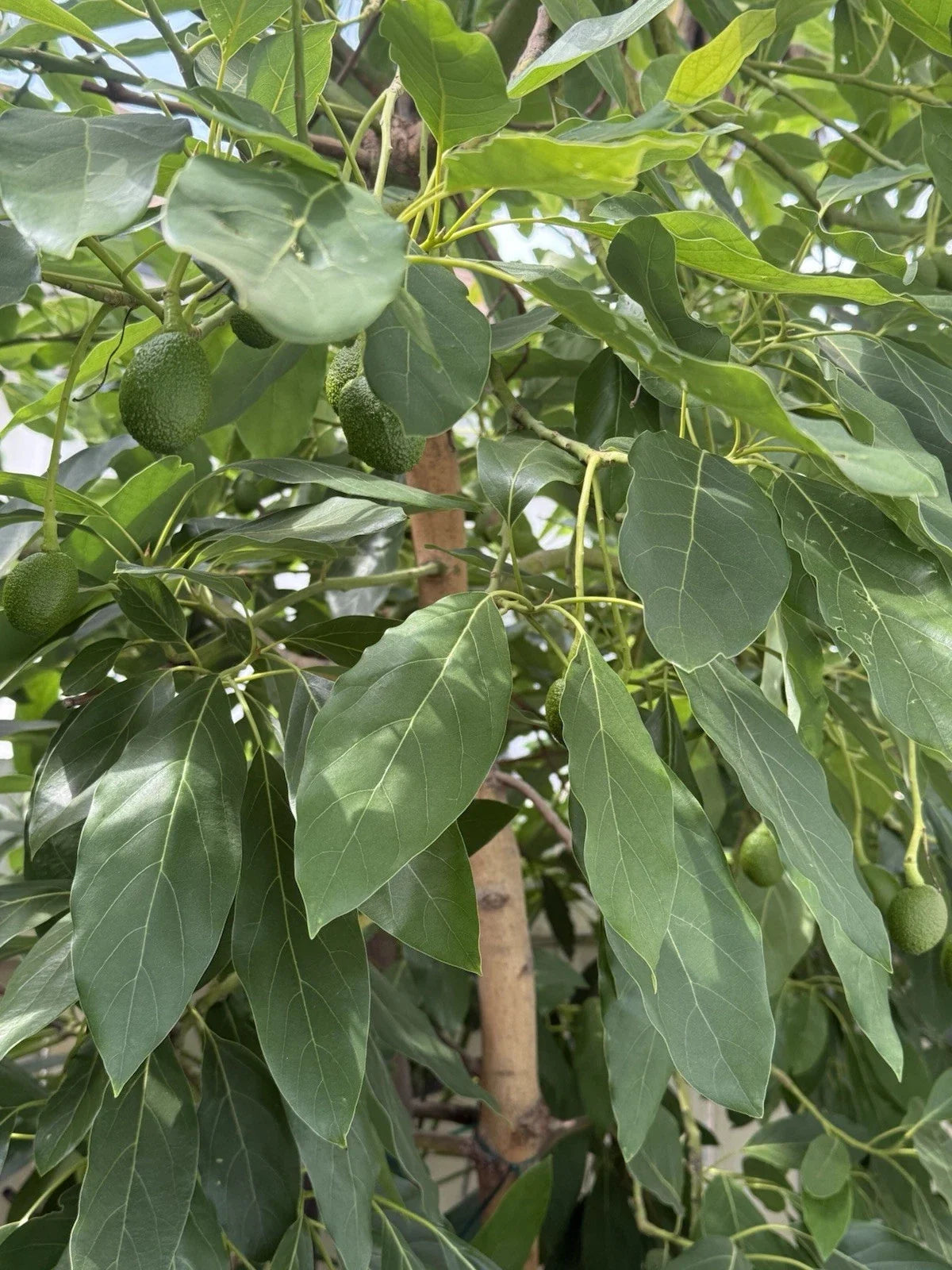 HASS Avocado Grafting Scions – 4 Healthy Persea americana Cuttings for Home Garden Propagation
