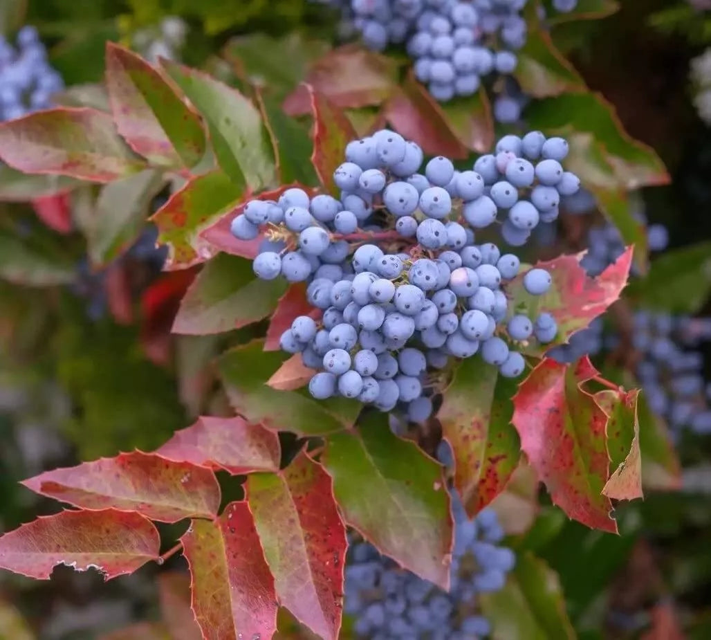 Creeping Barberry Bush Seeds - 50 Pack, Mahonia repens, Ground Cover, Erosion Control, Low-Growing Shrubs for Gardens & Landscapes