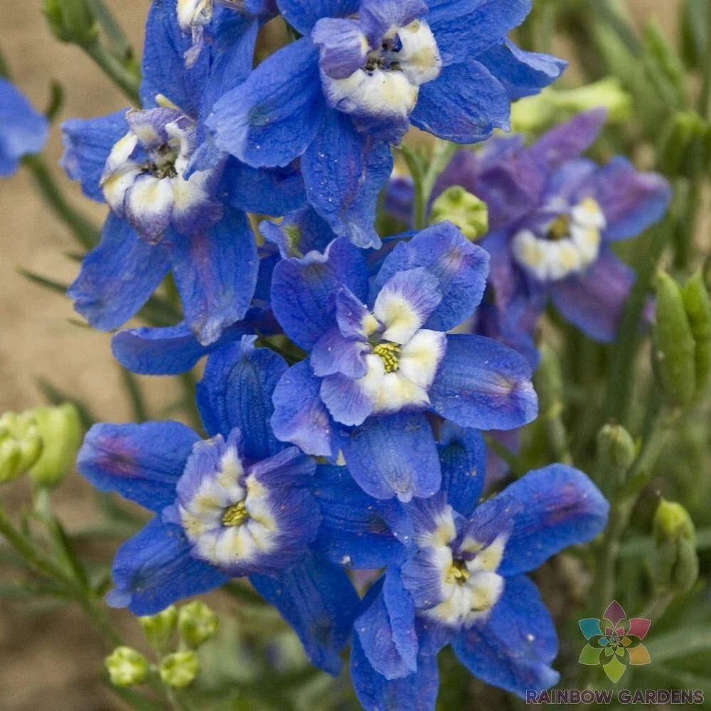 Delphinium Seeds - Summer Cloud Variety - Blue & Purple Flowers - Delphinium elatum Garden Planting Pack