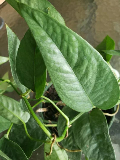Cebu Blue Pothos Plant - Epipremnum Pinnatum - Easy Care Climbing Philodendron in 4 Inch Pot