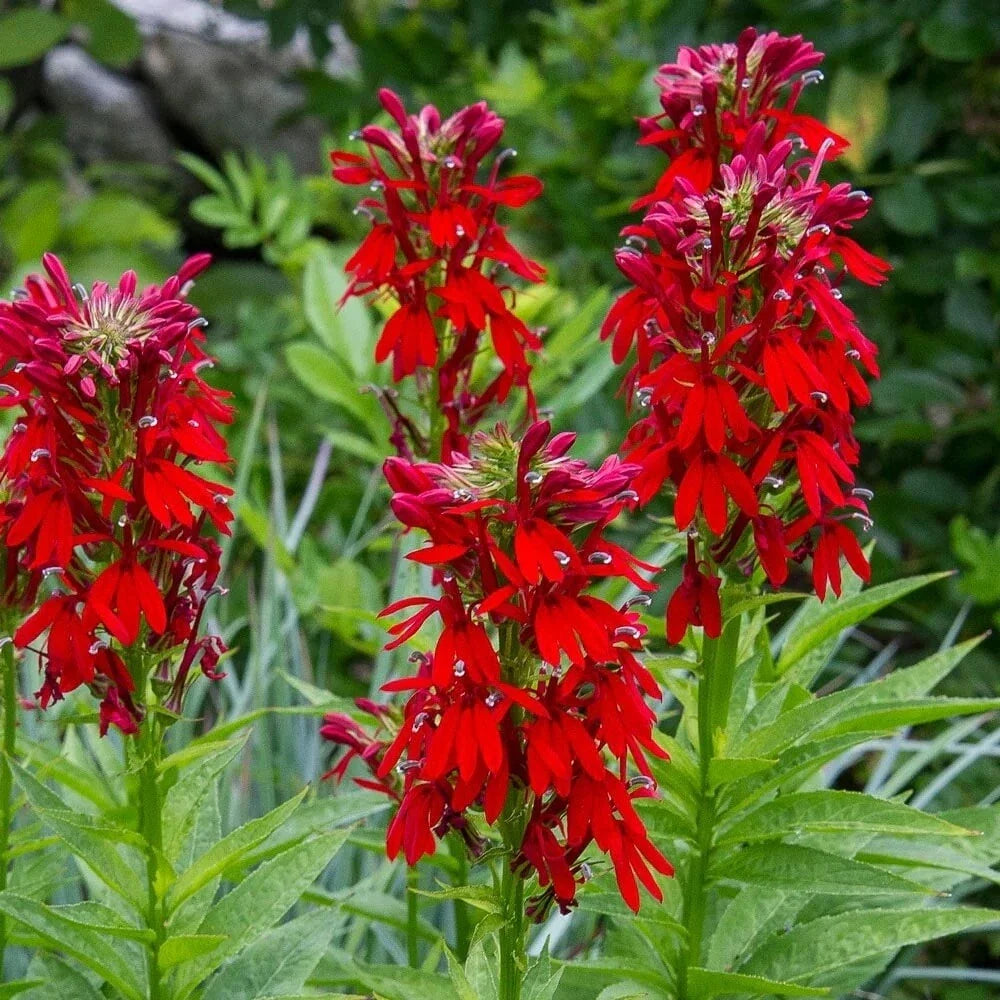 Cardinal Flower Seeds 100 Count - Lobelia cardinalis, Red Hummingbird Attracting Perennial Seeds for Garden, Wildflower, Border