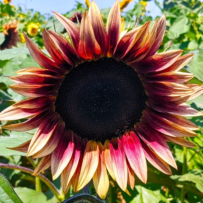 ProCut® Plum Sunflower Seeds Pink Purple Bicolor Helianthus annuus | Fast Shipping 2025