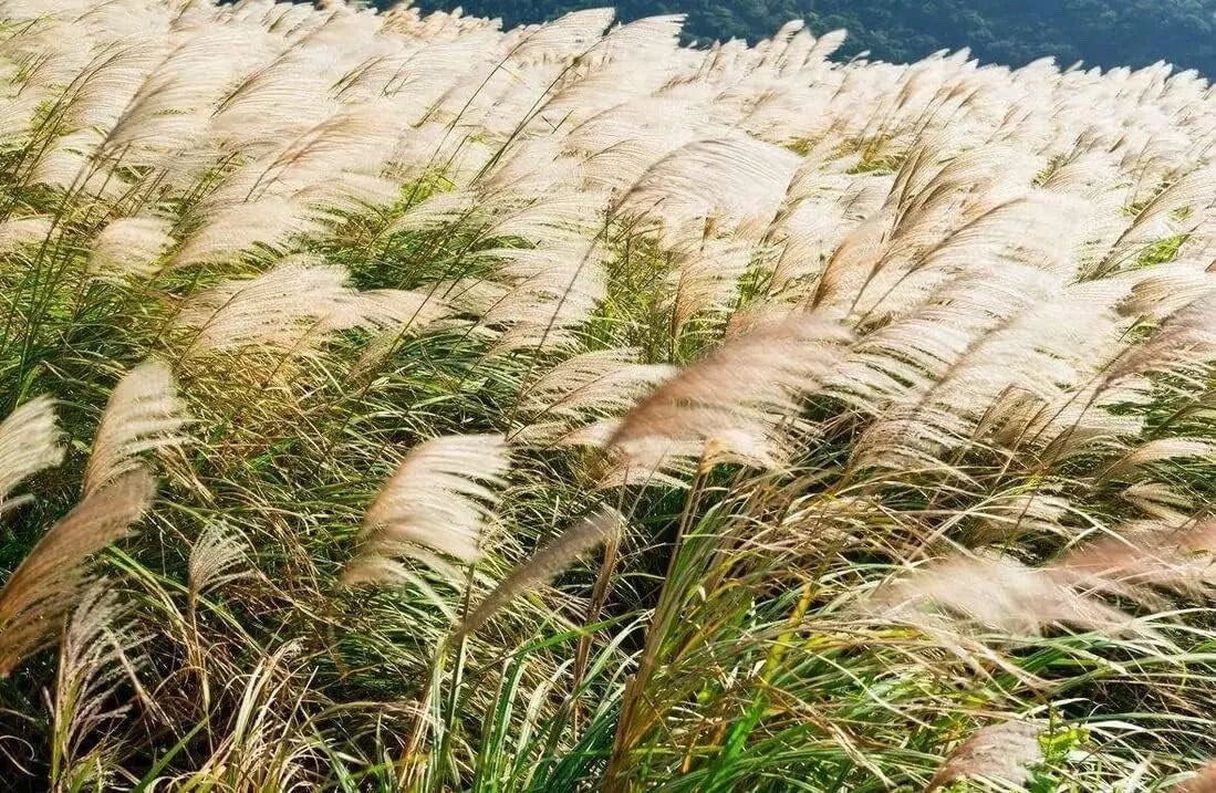 Chinese Silvergrass Seeds - 200+ Seeds for Planting, Ornamental Grass, Miscanthus sinensis, Clumping, Full Sun to Partial Shade