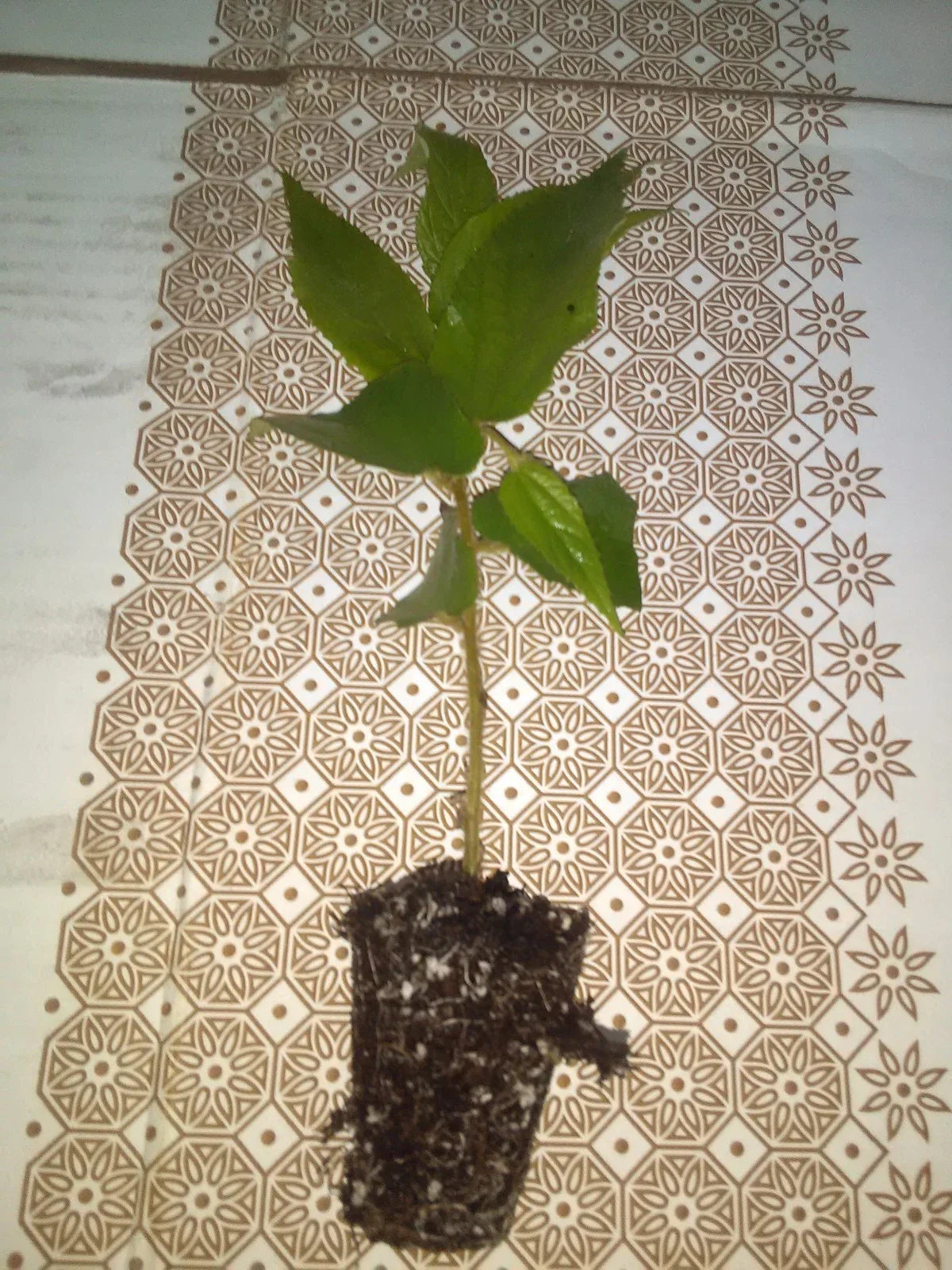 Jamaican Cherry Tree Cuttings 2-Pack Muntingia calabura Rooted Fast-Growing Tropical Plants