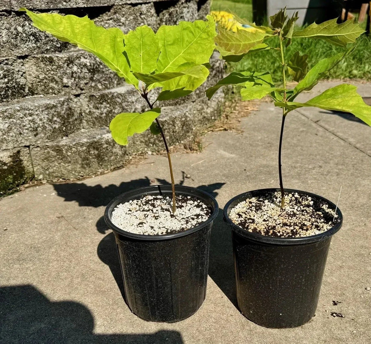 Live Red Oak Tree Seedlings 1-3 Years, Quercus rubra, Cold Hardy, Well-Rooted, 6-35 Inches Tall
