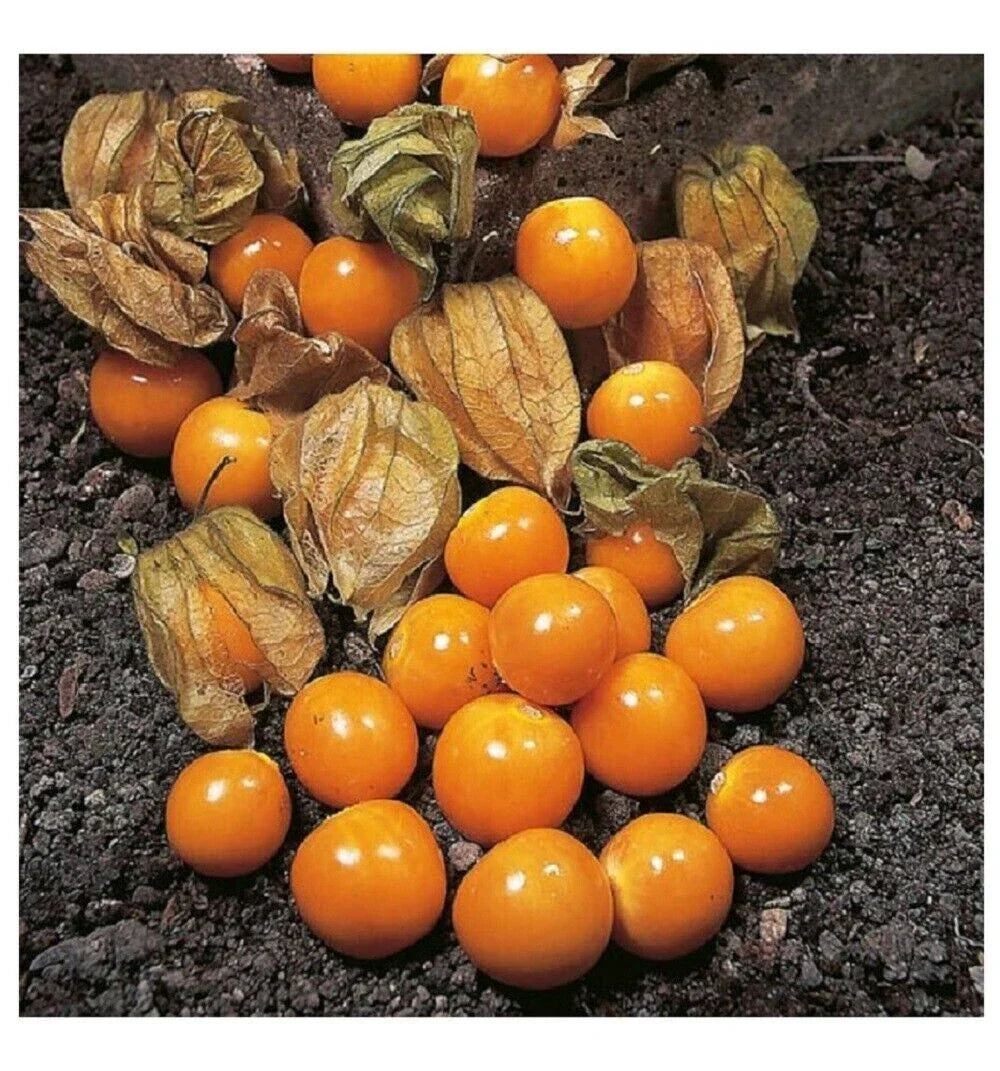 Cape Gooseberry Seeds - 50+ Heirloom Physalis peruviana - Rare Edible Garden Seeds