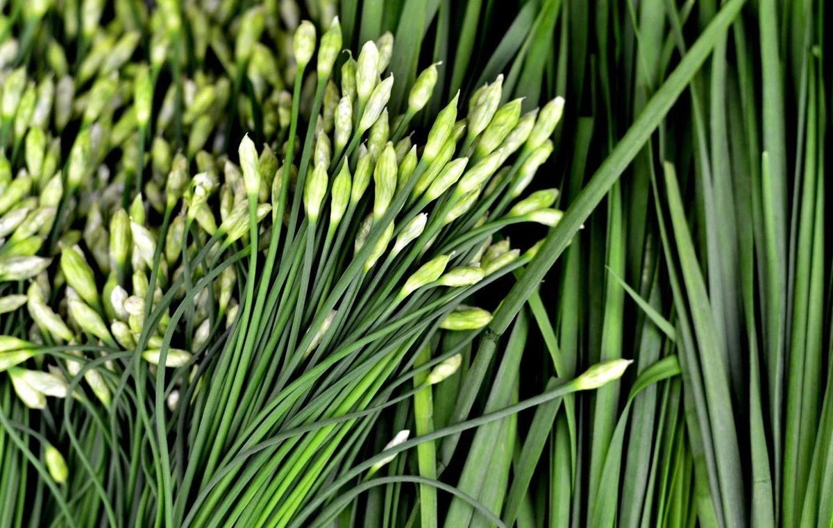 Garlic Chive Seeds - Heirloom NON-GMO Allium tuberosum - Easy to Grow Culinary Herb Seeds