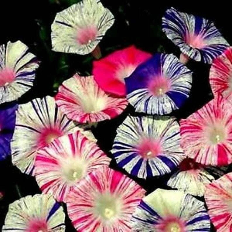 Carnival Mix Morning Glory Seeds - Climbing Vine Annual Flower Seeds for Fences & Trellises - Ipomoea tricolor, 20 Pack