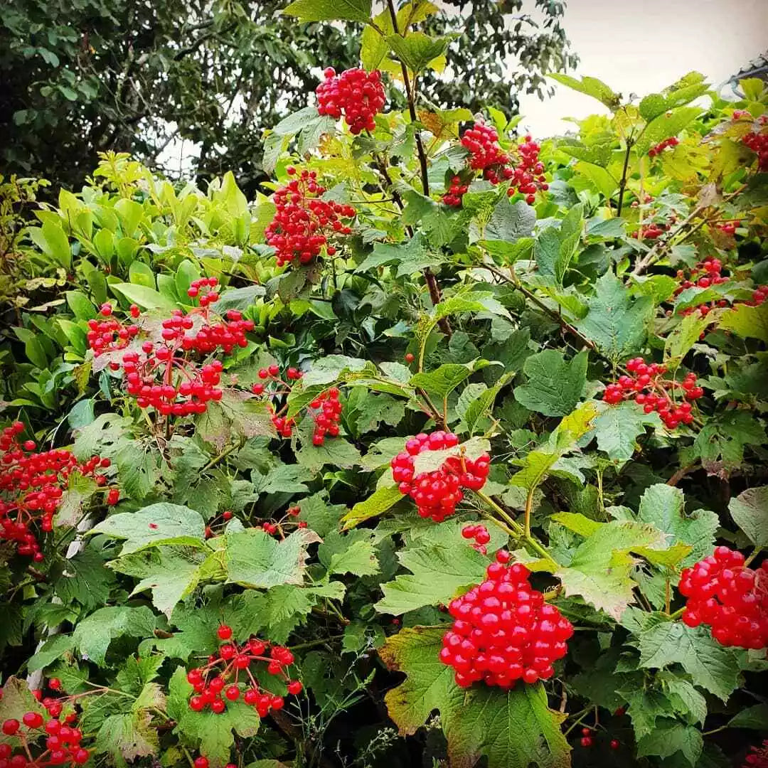 Viburnum Opulus Cuttings - 40 Thin Eastern Snowball Chervona Kalyna