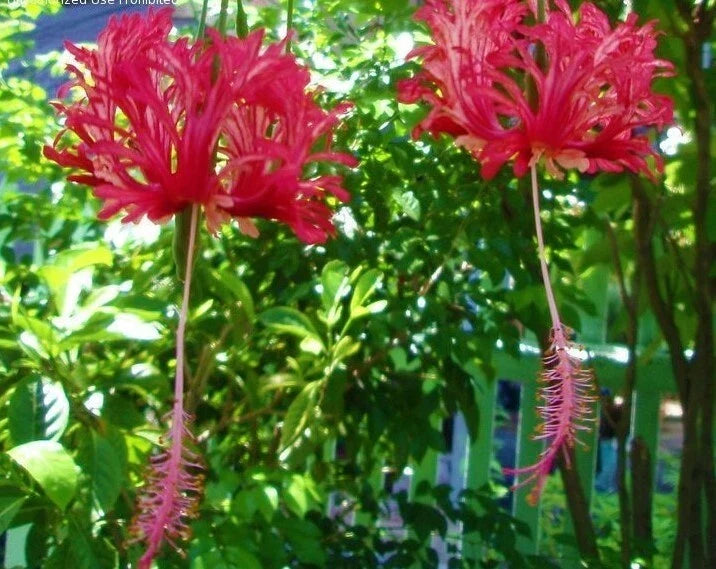 Chinese Lantern Rooted Hibiscus Schizopetalus Starter Plant in Pot – Vibrant Red-Pink Flowers, Live Indoor or Garden Plant
