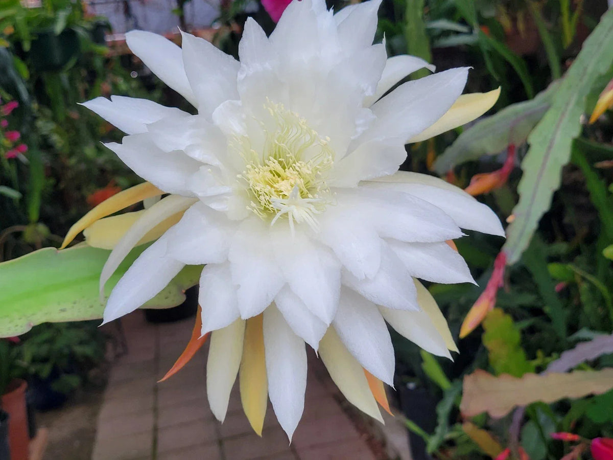 Jinzaburo Matsumiya Epiphyllum Plant in 4 Inch Pot | Large Vibrant Flowers | Easy Care Epiphytic Cactus