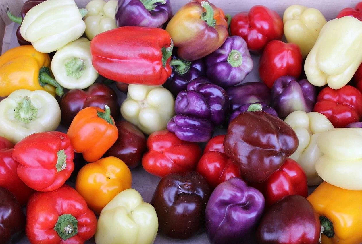 Rainbow Bell Pepper Seeds - 30+ Seeds, Colorful Varieties, 7 Strains, Organic, Capsicum annuum, Garden & Container Planting