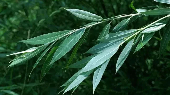 White Willow Tree Cuttings 5+ Salix Alba Medicinal Herb Aspirin Plant for Propagation