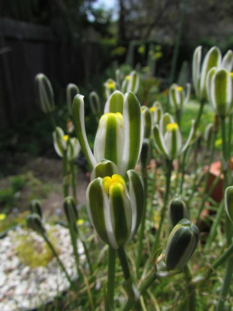 Albuca Namaquensis Augrabies Hill - Rare 3 Inch Potted Succulent Plant