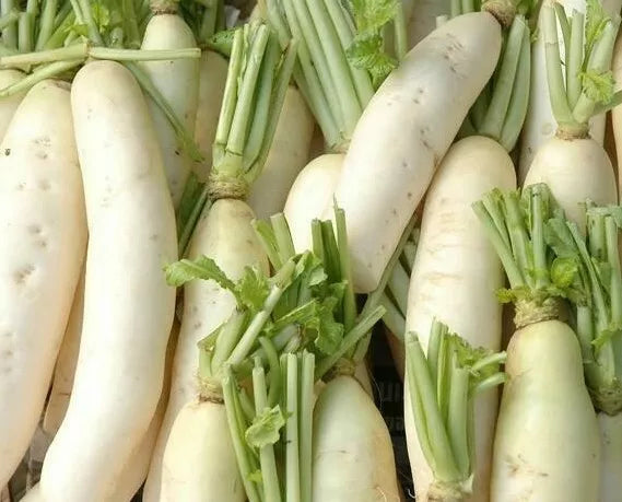 Daikon Radish Seeds 200 Ct - Japanese Minowase, Non-GMO Vegetable Seeds for Home Garden, Salad, Pickling, Raphanus sativus