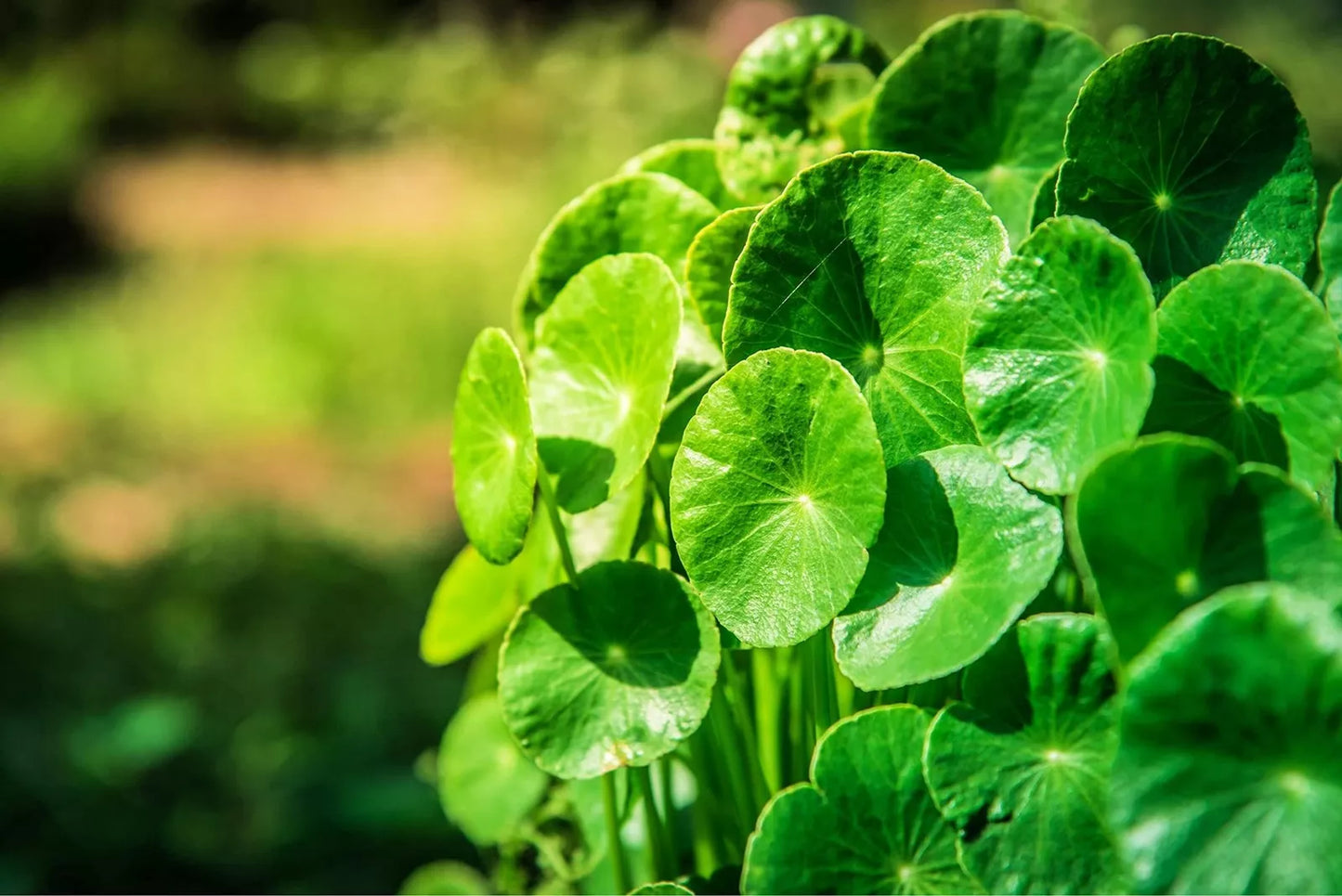 Gotu Kola Seeds 50 Pack - Centella asiatica, Herbal Ground Cover Seeds for Organic Gardening