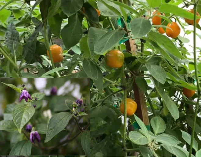 Manzano Chile Seeds - 25+ Capsicum pubescens Apple Chili Pepper Rocoto Variety