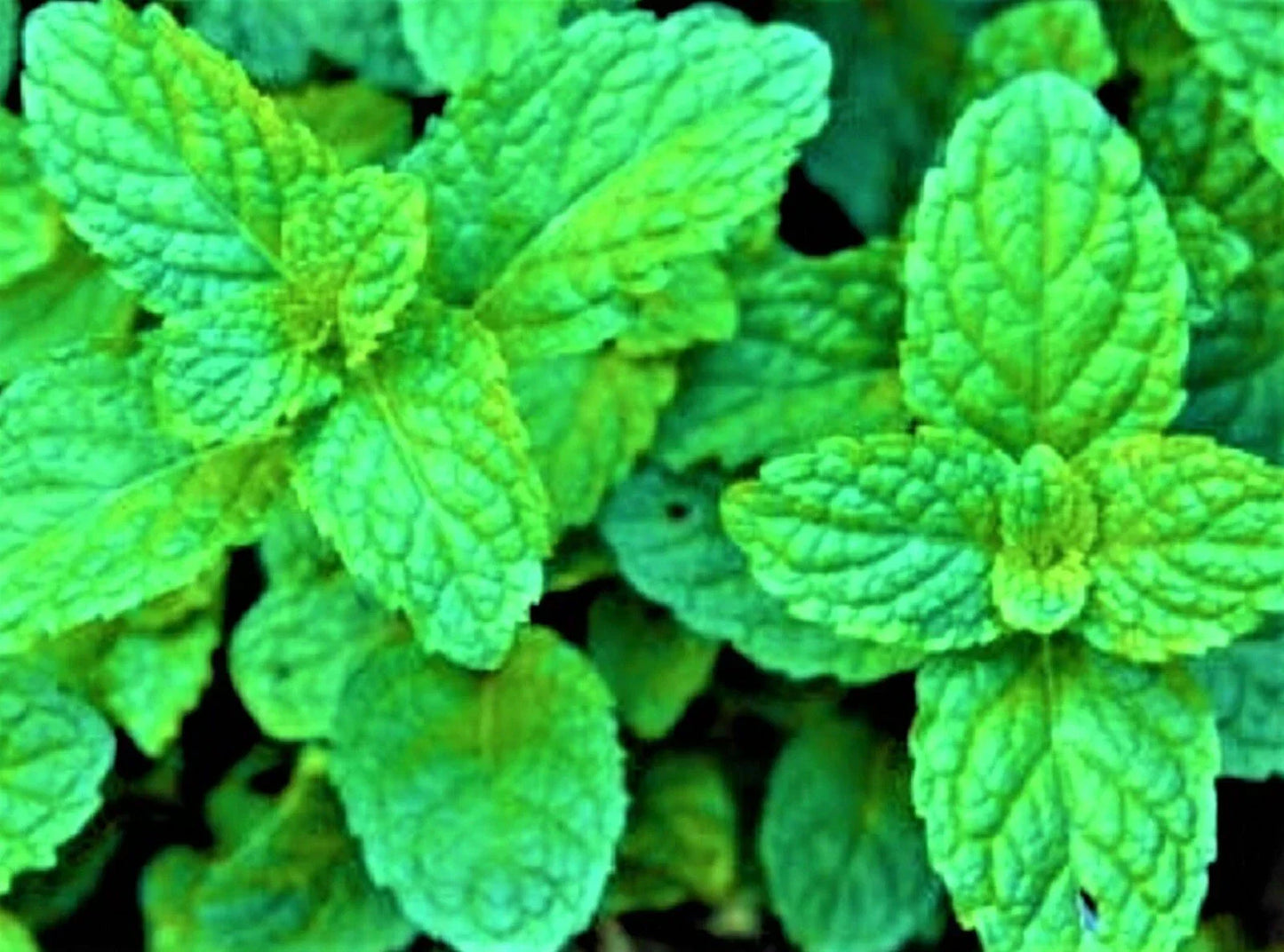 Lemon Balm Seeds Non-GMO 100+ Seeds - Melissa officinalis Herbal Herb Garden
