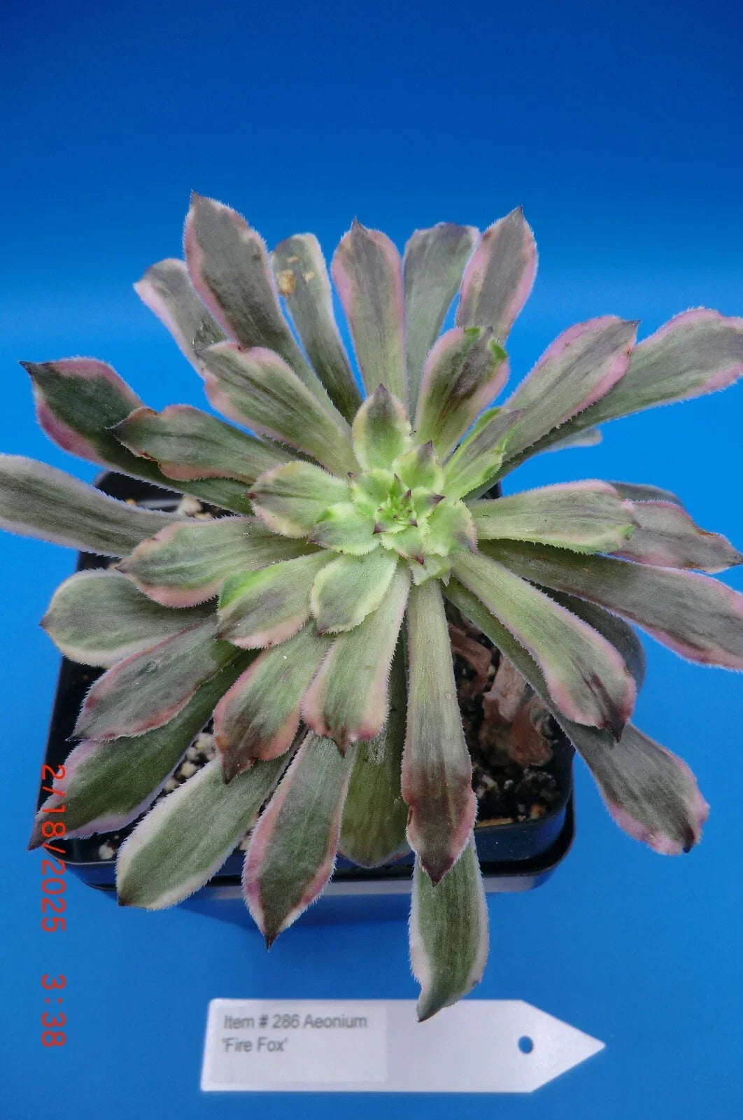 Aeonium Firefox Rooted Cutting | Vibrant Succulent for Indoor & Outdoor Gardening
