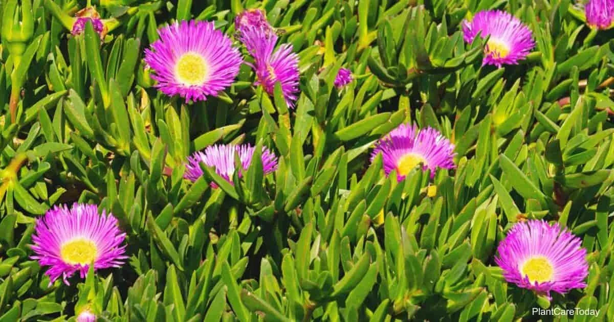 Live Ice Plant Cuttings 30-Pack | Delosperma spp. Ground Cover for Rooting