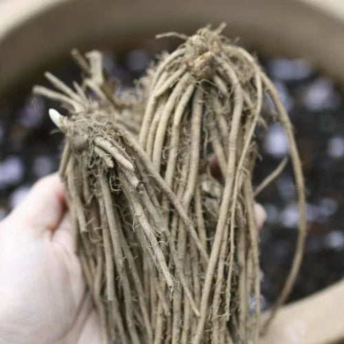 Green Atlas Asparagus Crowns - 2 Year Bare Root Plants for Home Gardens