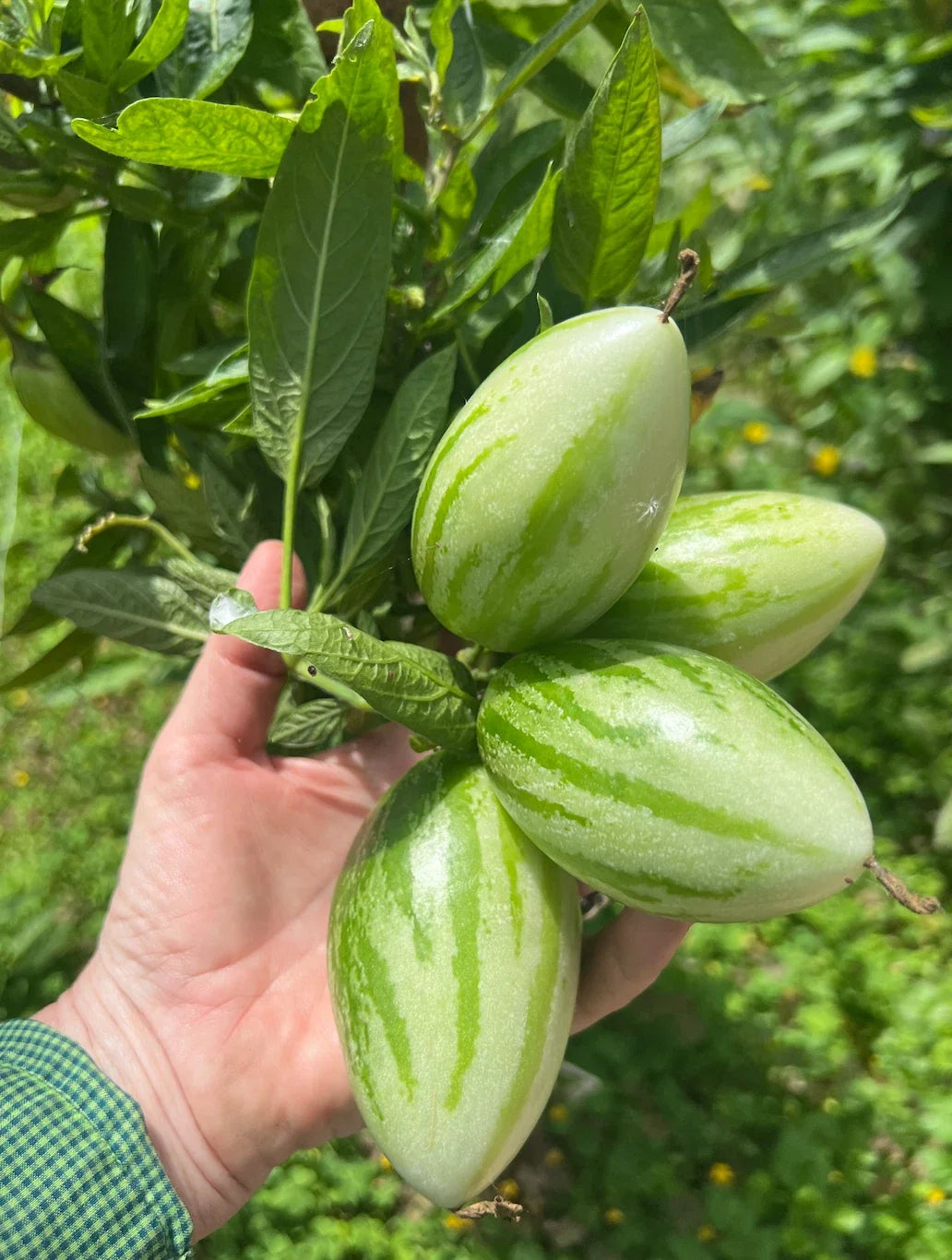 Kendall's Gold Pepino Melon Cuttings - 6 Fresh Solanum muricatum Tropical Fruit Plant for Home Garden