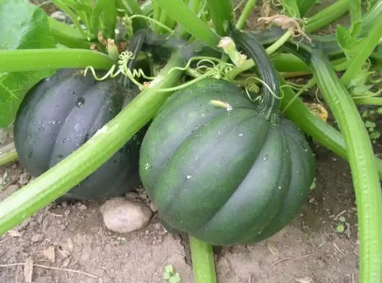Table Queen Acorn Winter Squash Seeds - 50+ Organic Heirloom Non-GMO Seeds