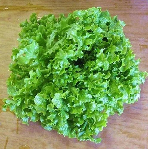Green Ice Loose Leaf Lettuce Seeds – 500-5000 Count, Crisp Savoyed Leaves, Lactuca sativa, Fast-Growing Salad Greens for Home Gardens
