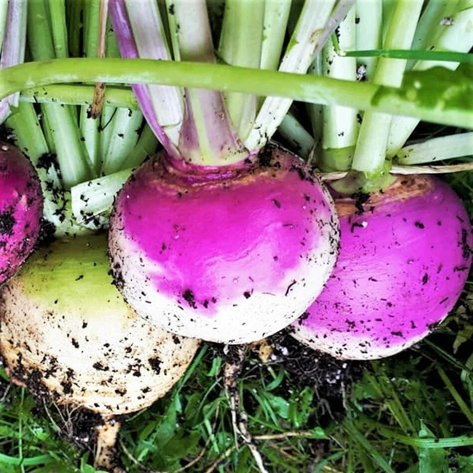 Purple Top Turnip Seeds – Brassica rapa var. rapa – Non-GMO, Full Sun, 100 Seeds