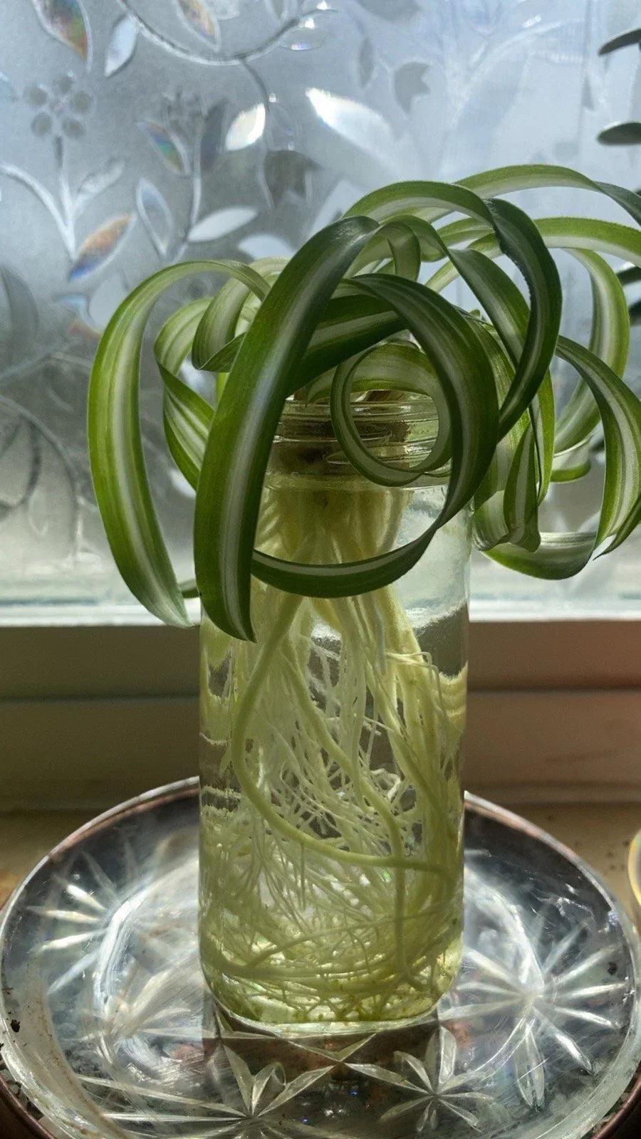 Spider Plants Curly Baby Cuts - Healthy Bonnie Variety Live Indoor Plants Chlorophytum comosum