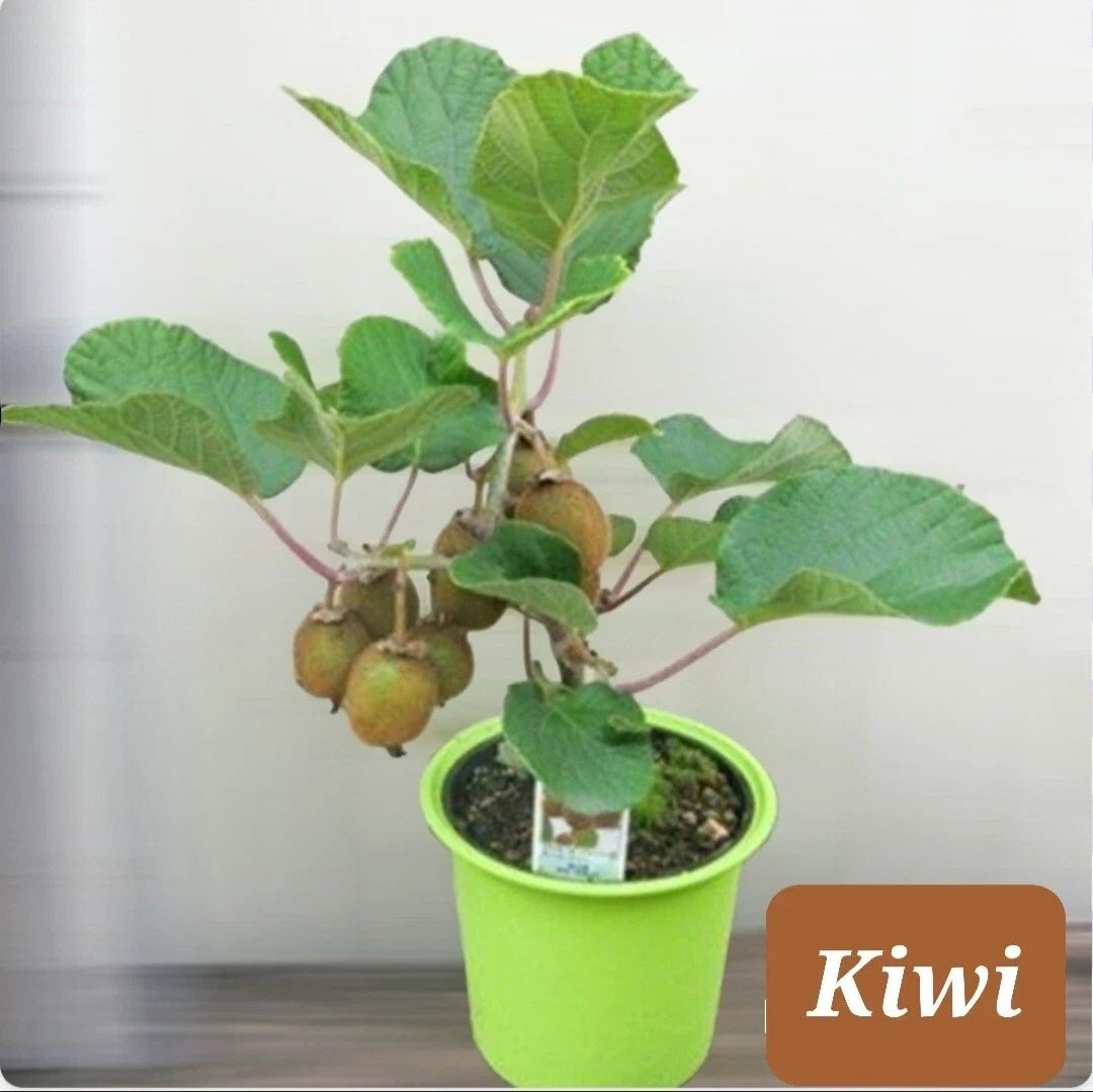 Kiwi Dwarf Vine Seeds, Actinidia deliciosa, Small Woody Vine for Home Garden, Fruit Producing, Container Gardening, 30+ Seeds