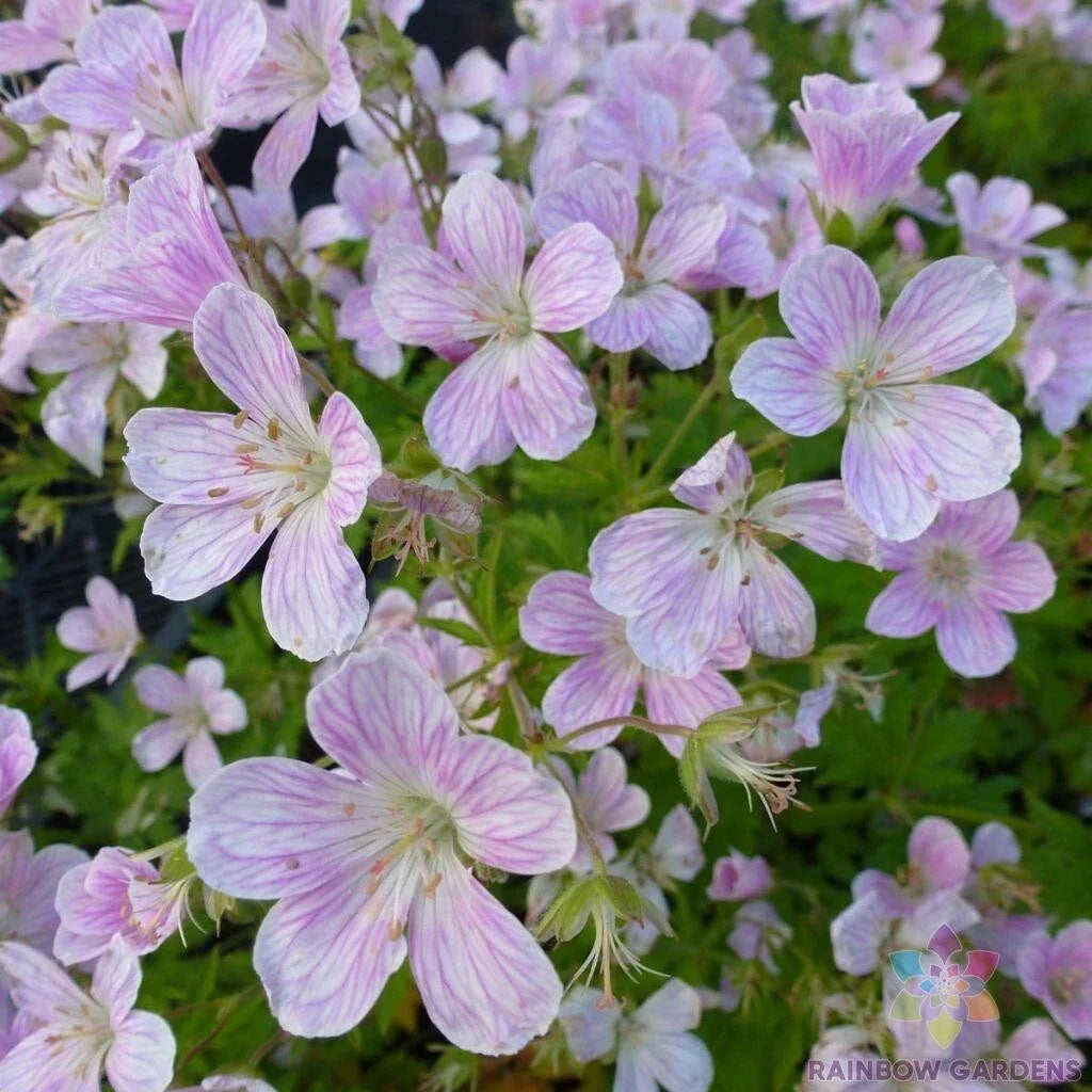 Melinda Geranium Seeds Pack - Pelargonium x hortorum Annual for Garden, Pots, Borders, 25+ Seeds, USA Grown