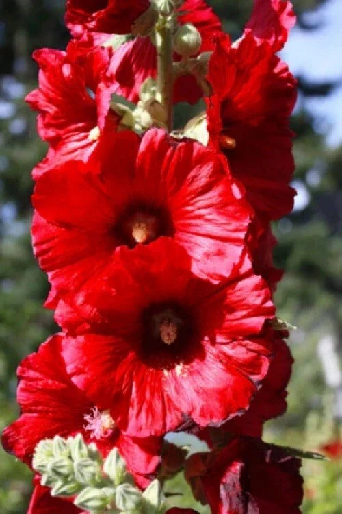 Bright Red Hollyhock Seeds - 25 Perennial Flower Seeds for Borders & Cottage Gardens - Alcea rosea