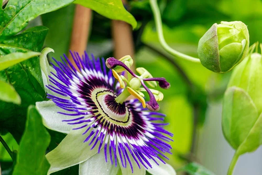 Passion Flower Seeds - 50+ Passiflora edulis Exotic Climbing Vine for Garden Planting