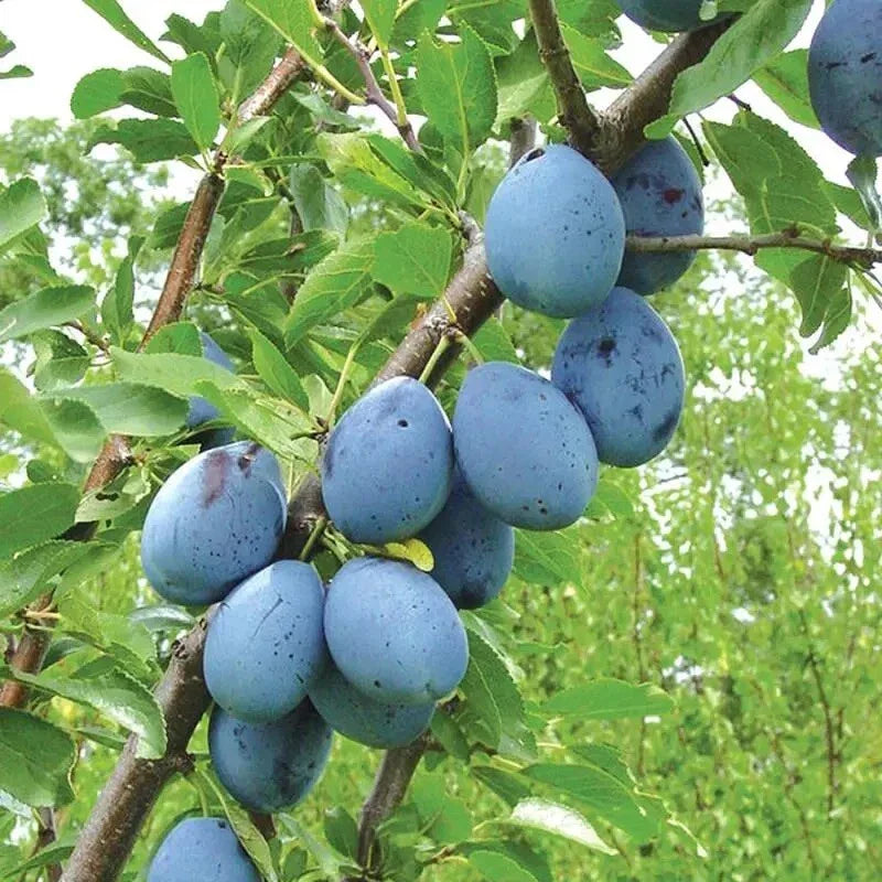European Freestone Dark Blue Purple Plum Cuttings - 2 PCS | Prunus domestica
