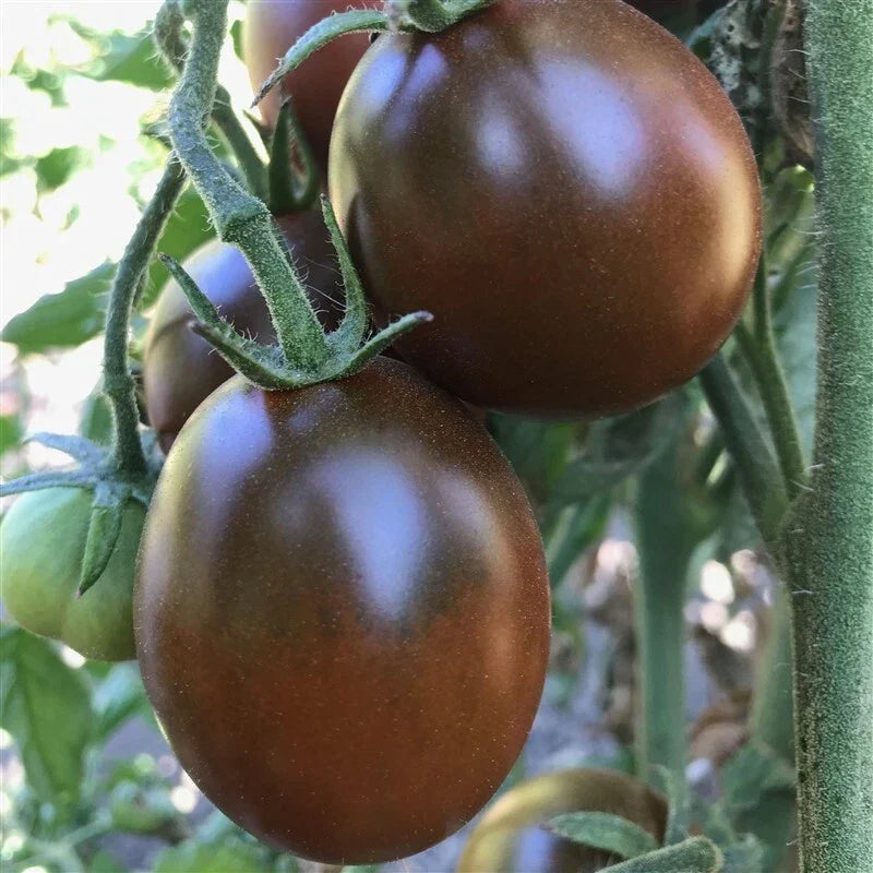 Black Prince Tomato Seeds - 120+ Heirloom Organic Non-GMO Rare Variety