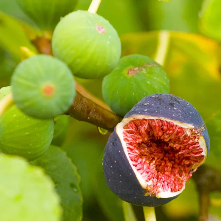 Brown Turkey Fig Tree Starter Plants – Live Rooted Ficus carica 'Brown Turkey' – 4-6 Inches Tall, Deciduous Fruit Tree for Garden or Container
