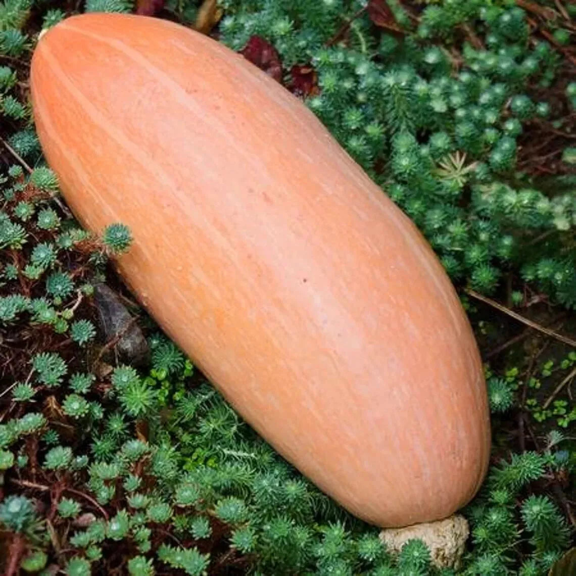 20 Heirloom Banana Pink Squash Seeds - Organic Cucurbita pepo for Home Gardening