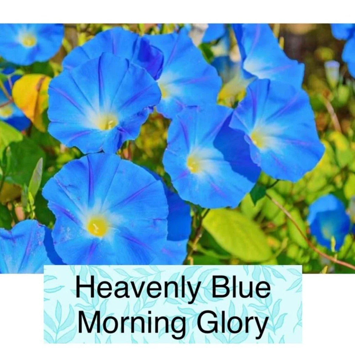 Heavenly Blue Morning Glory Seeds - Non-GMO Ipomoea purpurea Climbing Vine Pack of 50+ for Garden, Fences & Trellises