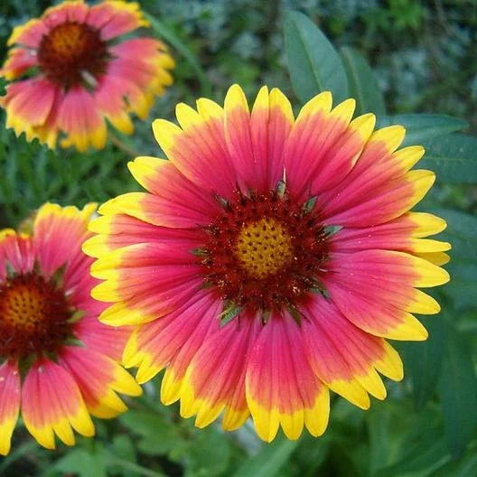 Blanket Flower Seeds - 200 Non-GMO Gaillardia Perennial Wildflower Seeds