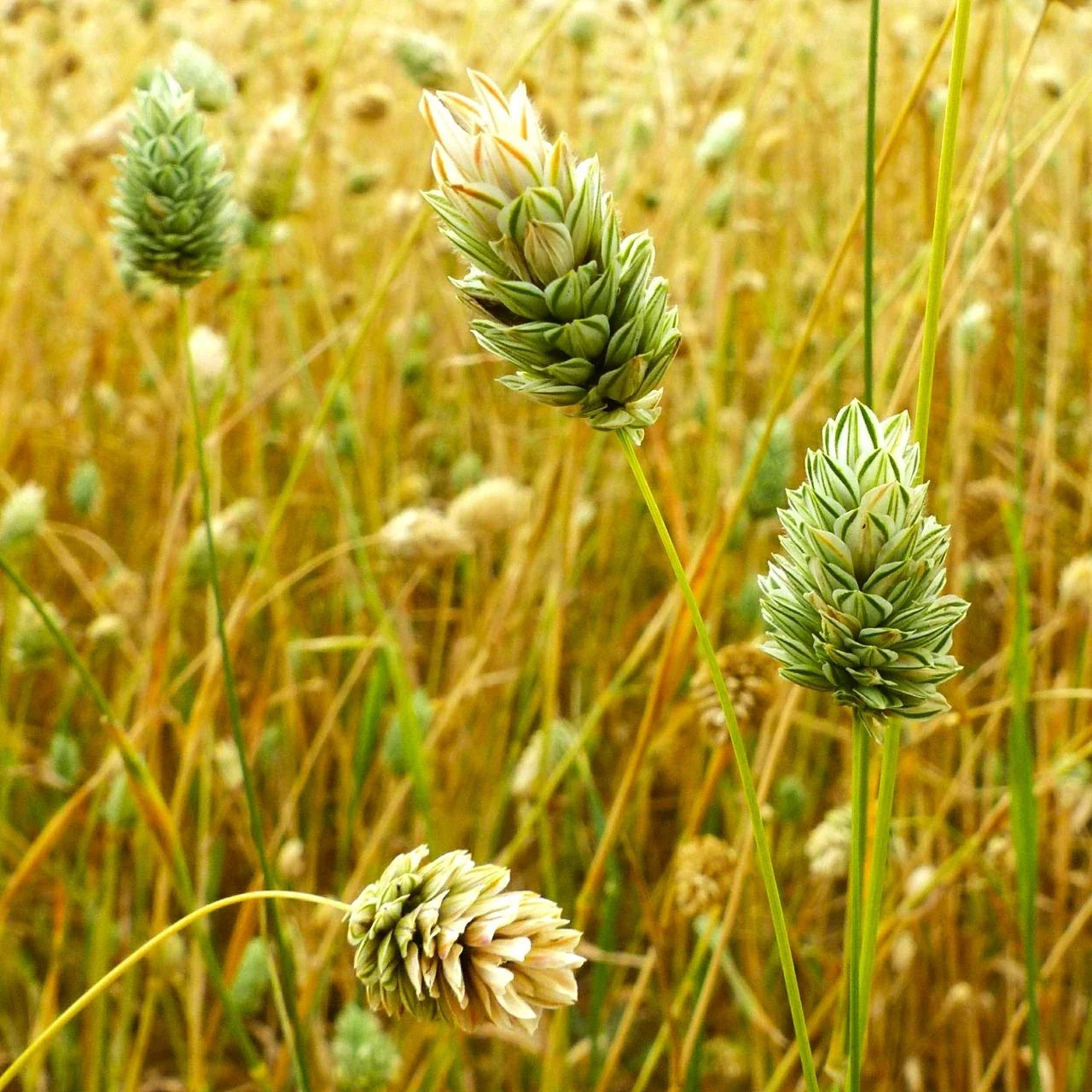 Canary Grass Seeds, Phalaris arundinacea, Perennial Grass for Wetlands, Soil Stabilization & Erosion Control, 2025 Planting
