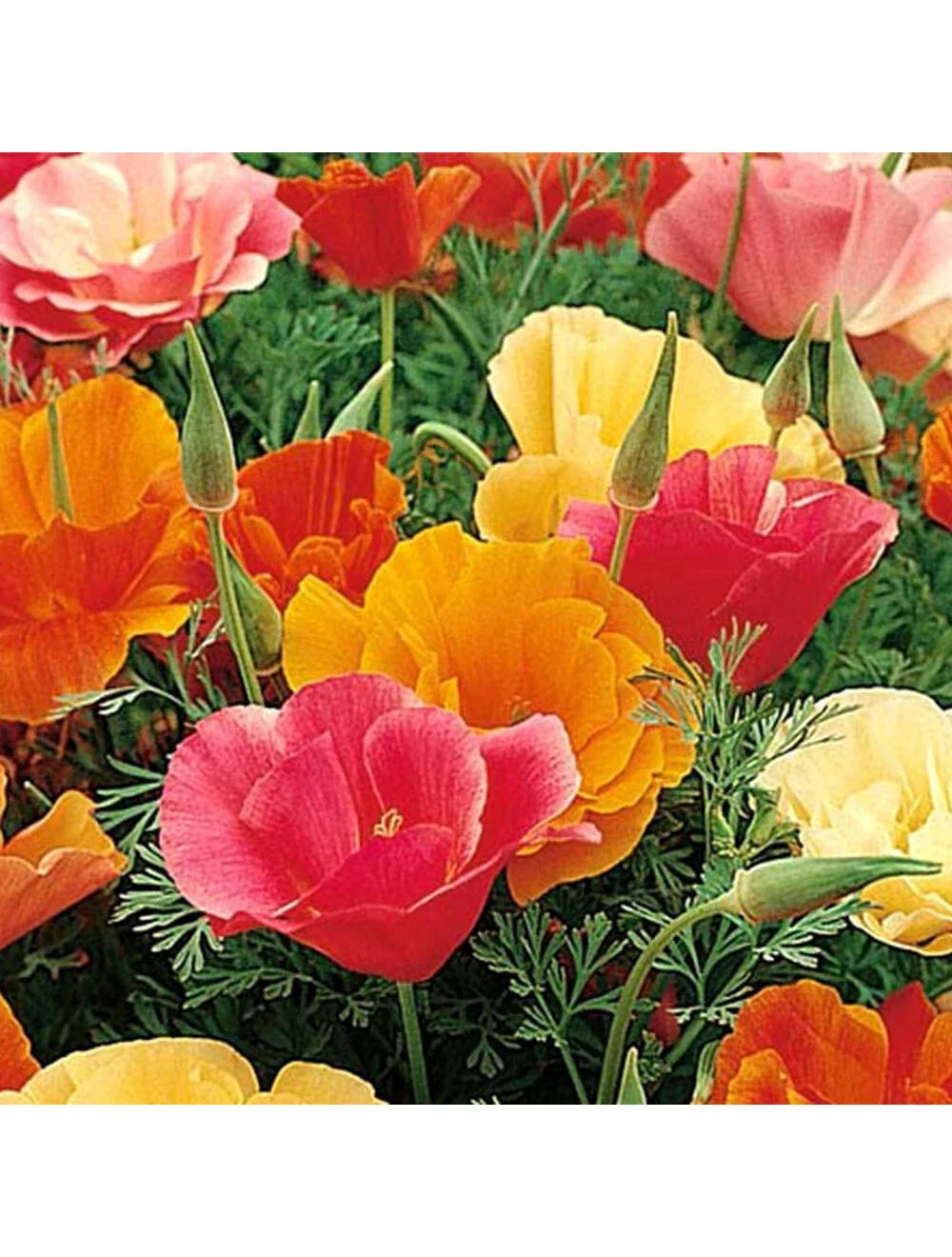 500 Seeds Poppy California Mission Bells Mix - GroCo - Colorful Flower Seeds for Garden Planting