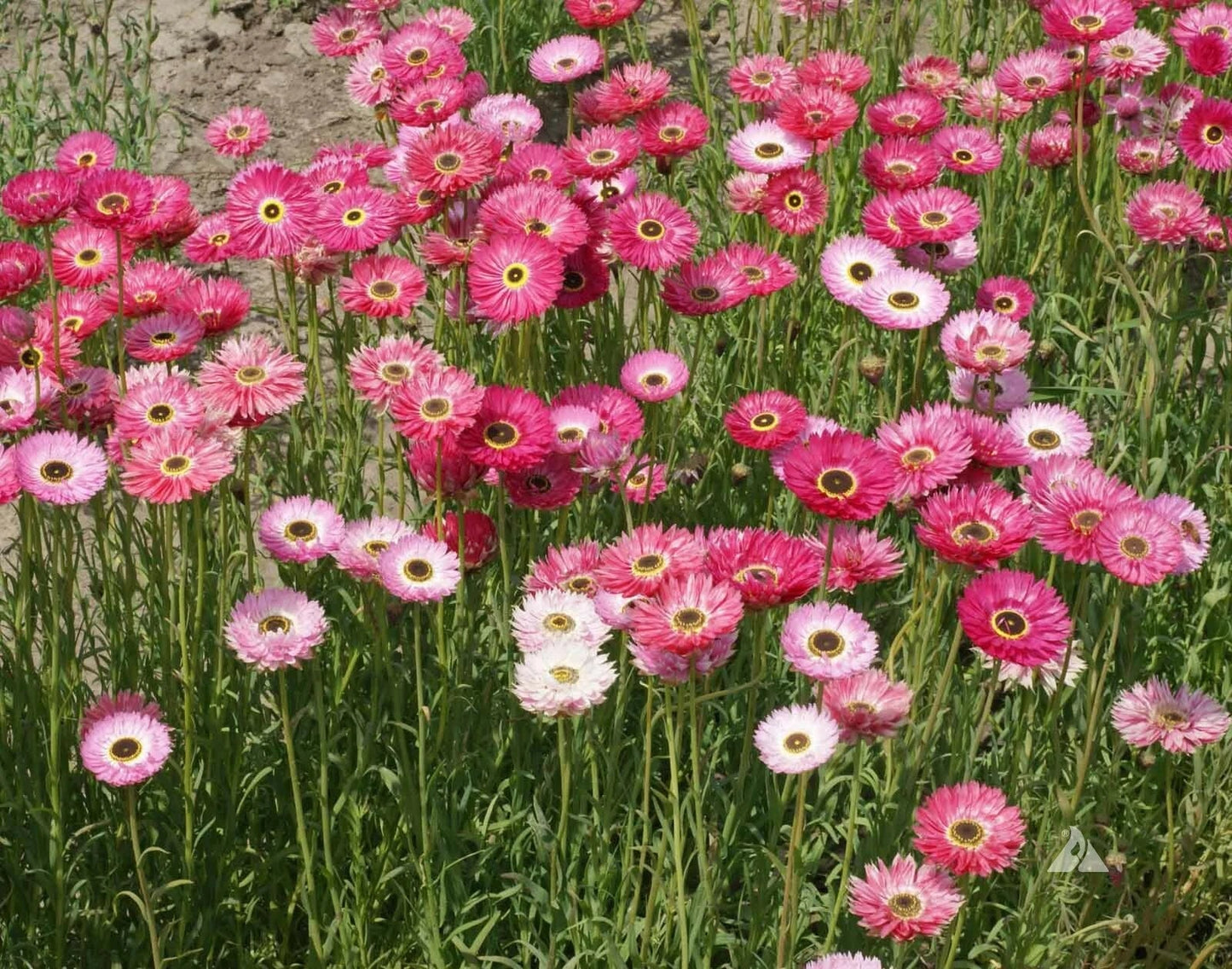 Pink Paper Daisy Seeds - Non-GMO Xerochrysum bracteatum for Pollinators & Crafts - 200 Seeds