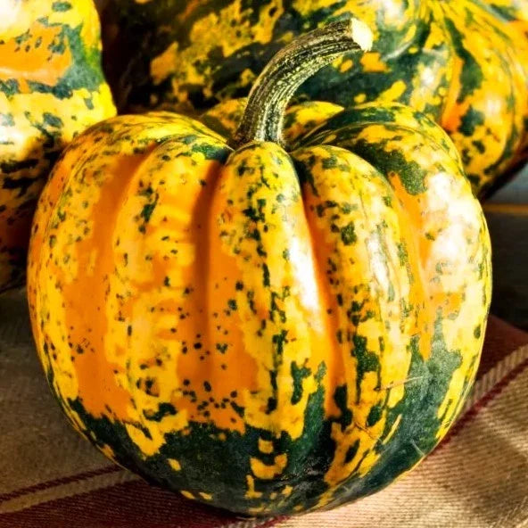 Carnival Squash Seeds - Delicata Acorn Variety for 2025 Planting, Cucurbita pepo, Vining, Full Sun, Pack of 20