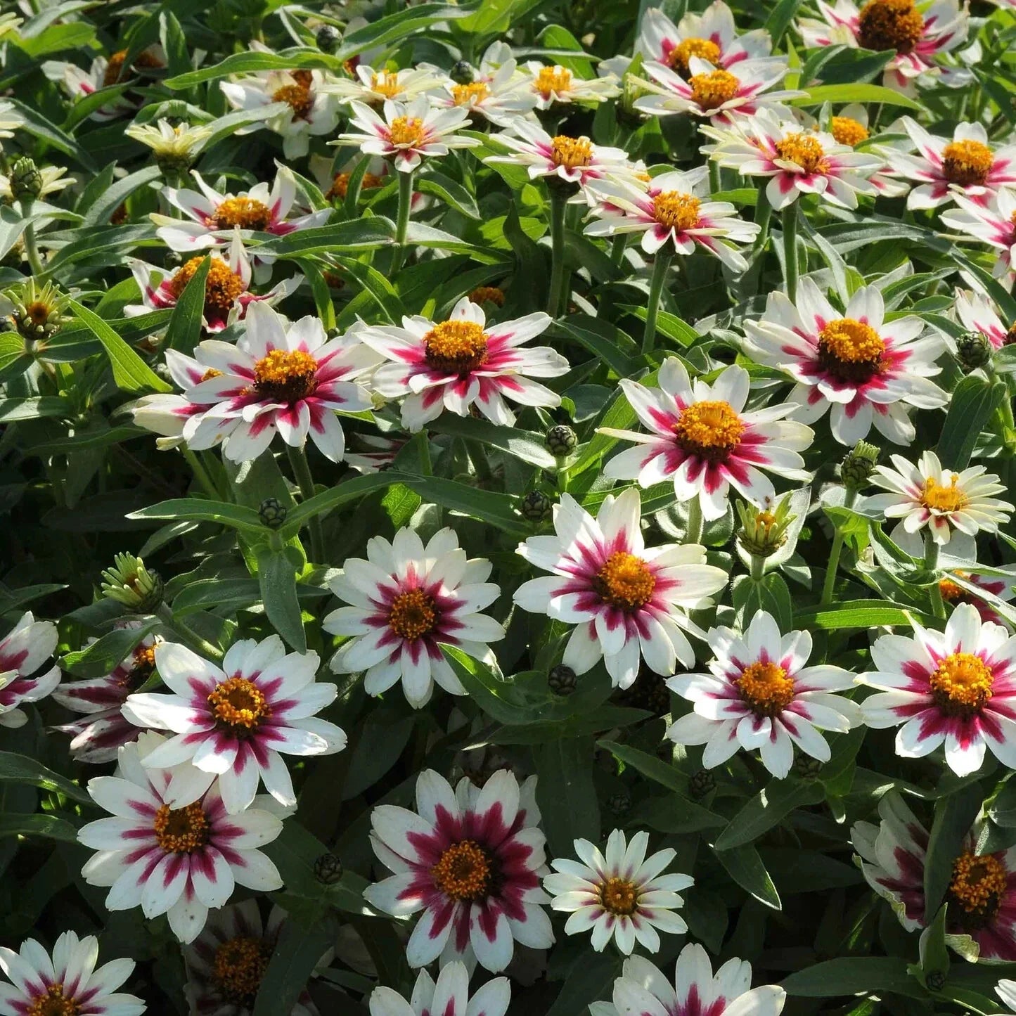 Zahara Starlight Rose Zinnia Seeds - 100+ Pack, Colorful Garden Flowers, Zinnia elegans, Bright Pink and White Bicolor Seeds