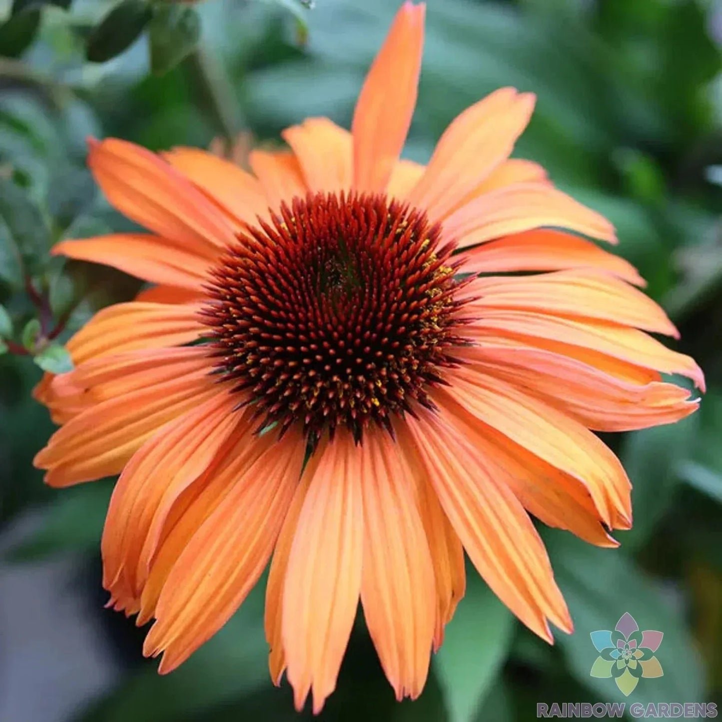 Prairie Blaze Rudbeckia Seeds - 200+ Pack, Black-eyed Susan, Rudbeckia hirta, Bright Yellow & Orange Flowers for Garden Planting