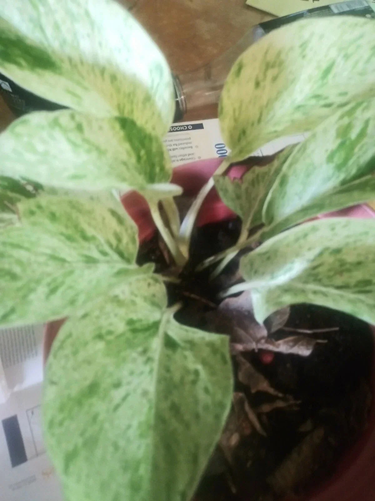 Marble Queen Pothos Plant 4-inch Pot | Variegated Epipremnum aureum