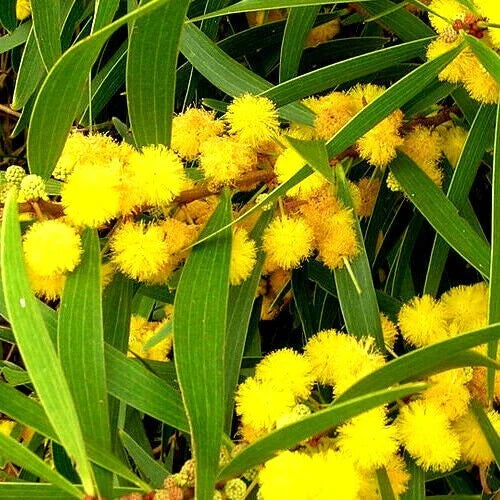 Formosan Koa Tree Seeds - 10 Count - Acacia confusa Fast Growing Exotic Plant